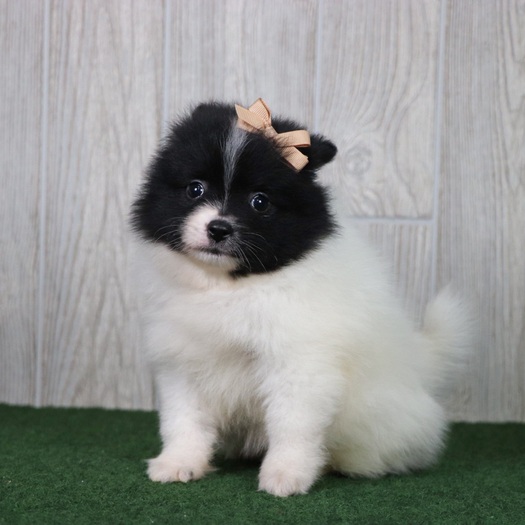 PUPPIES IN MADISON, NORTH CAROLINA