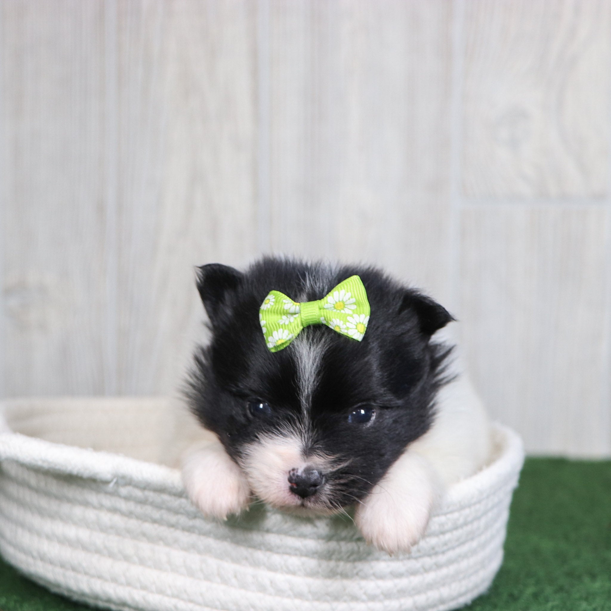 Pupies for sale in Angier