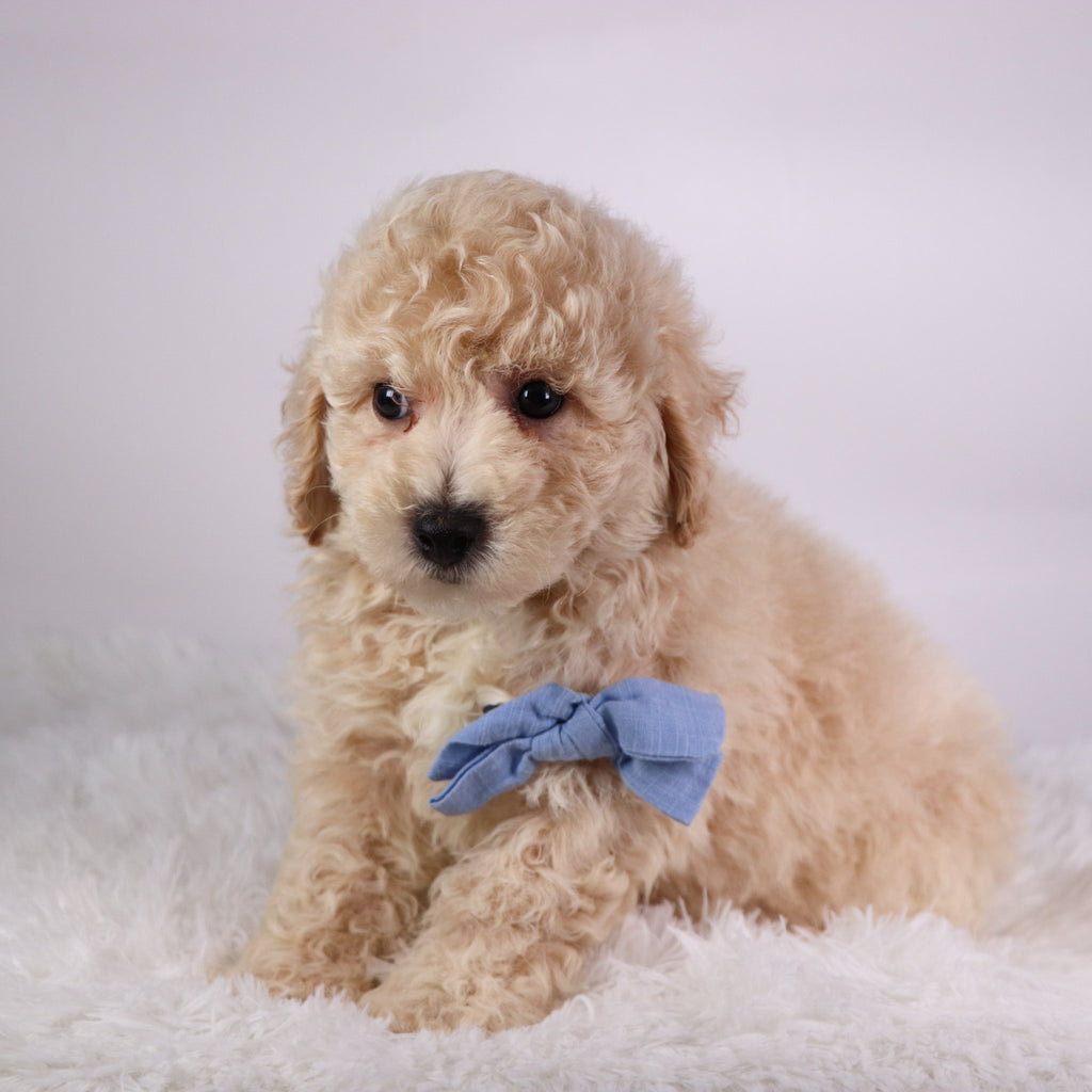 Kane - Available Now