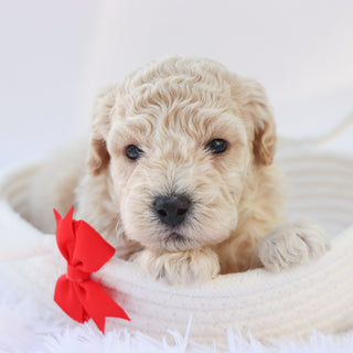 Kane - Available Now