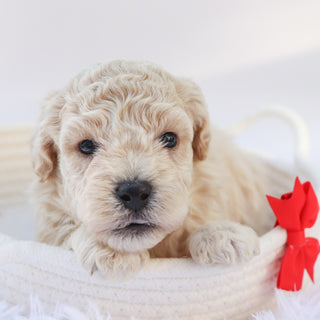 Kane - Available Now