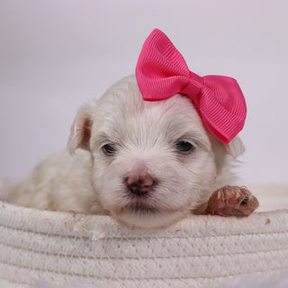 Kari - Available Now