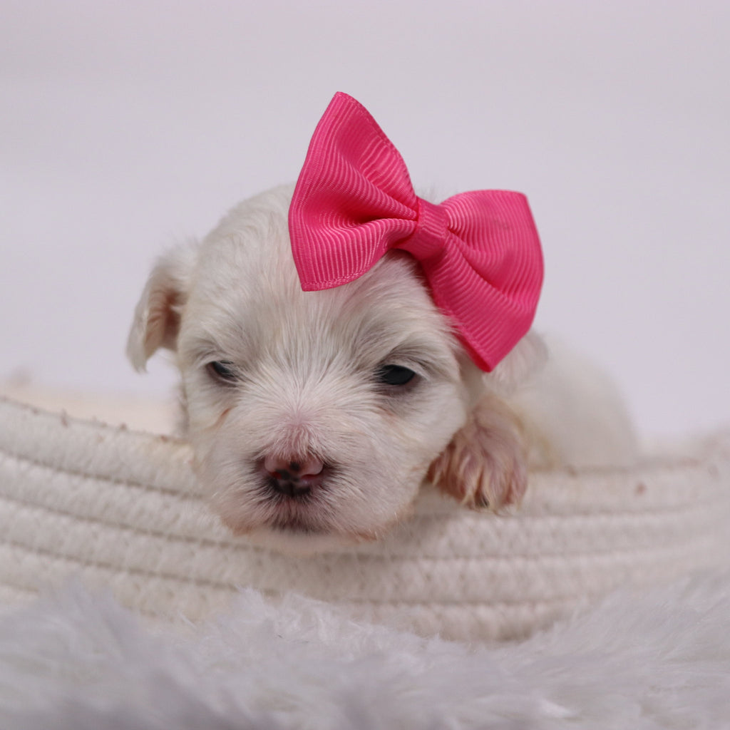 Kari - Available Now