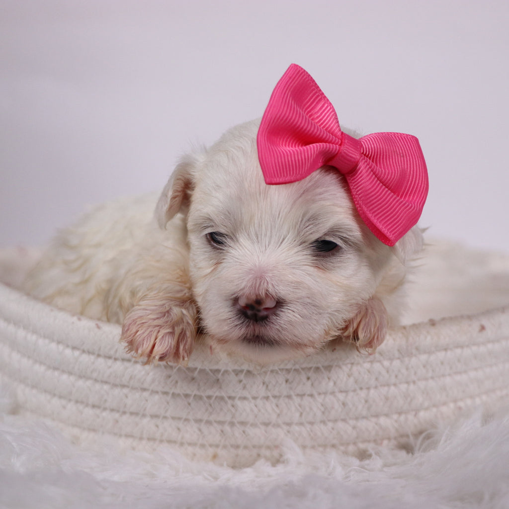 Kari - Available 11/12