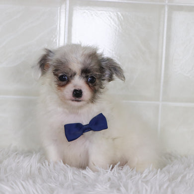 Karl - Available 1/15