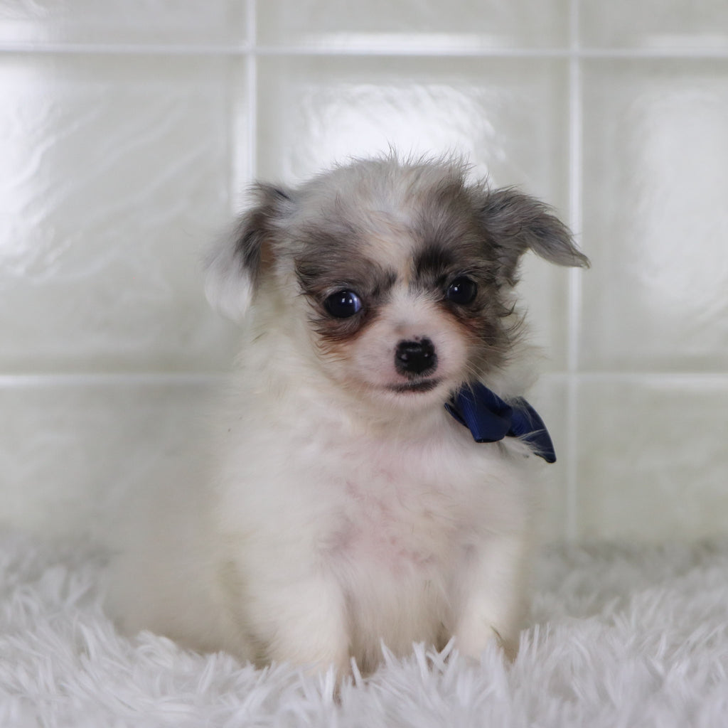 Karl - Available 1/15