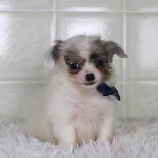 Karl - Available 1/15