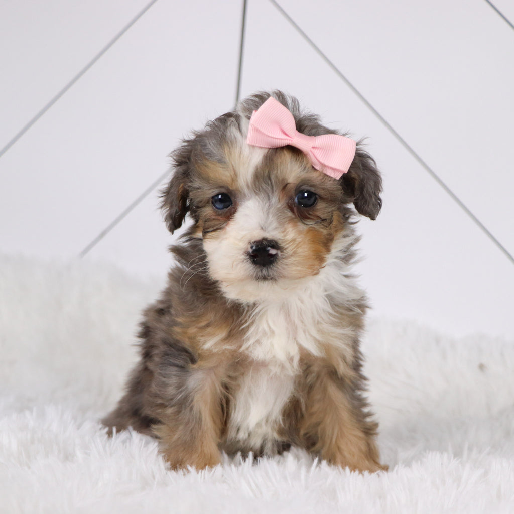 Kenya - Available 1/22