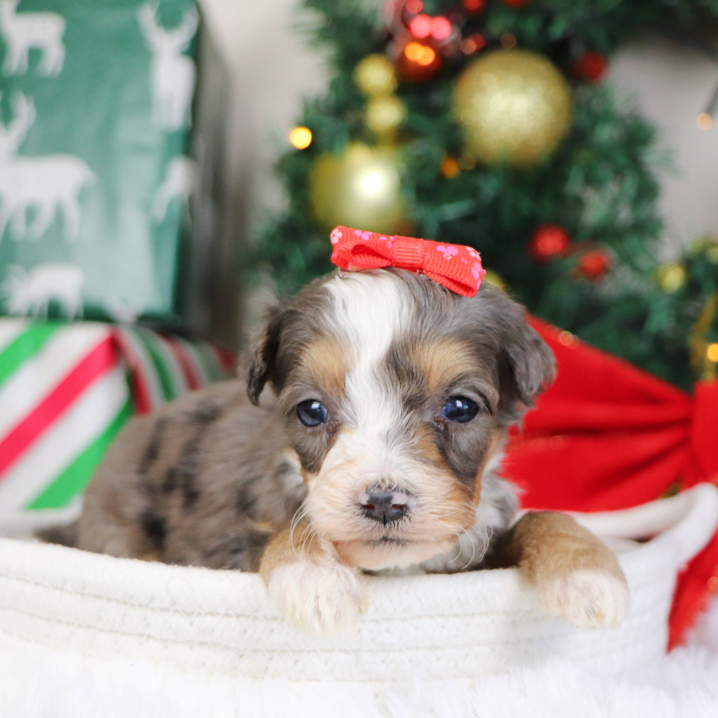 Kenya - Available 1/22