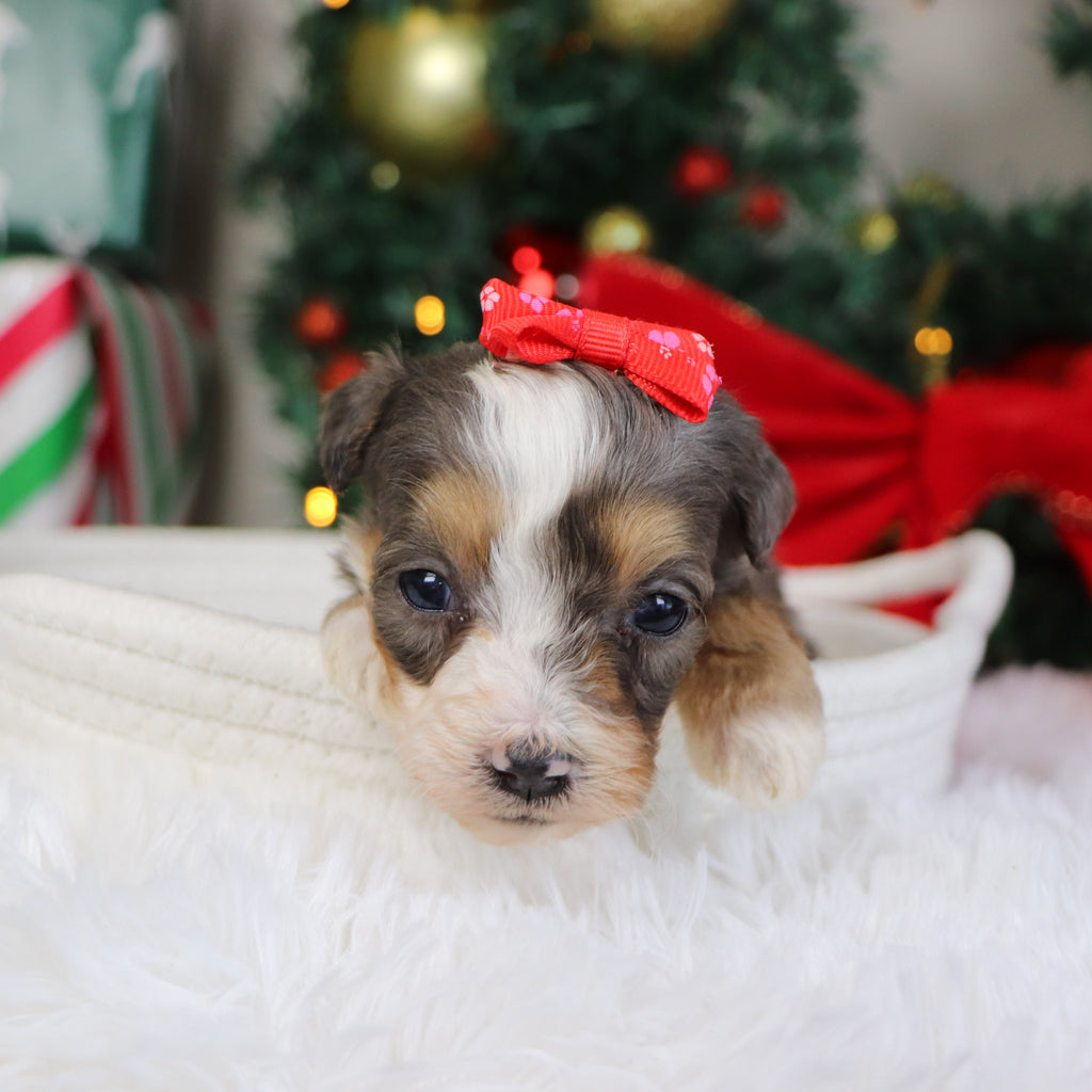 Kenya - Available 1/22