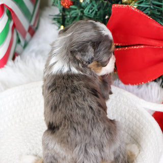 Kenya - Available 1/22