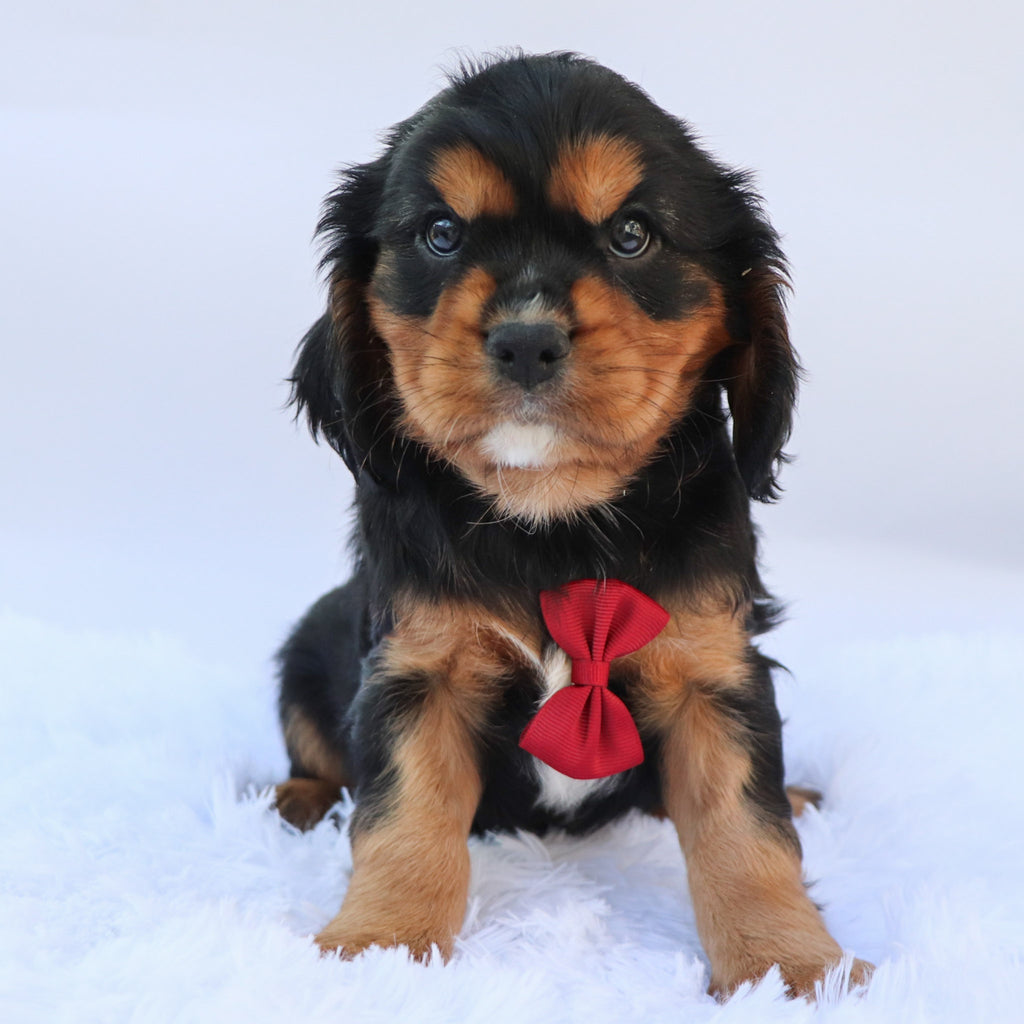 Kevin - Available Now