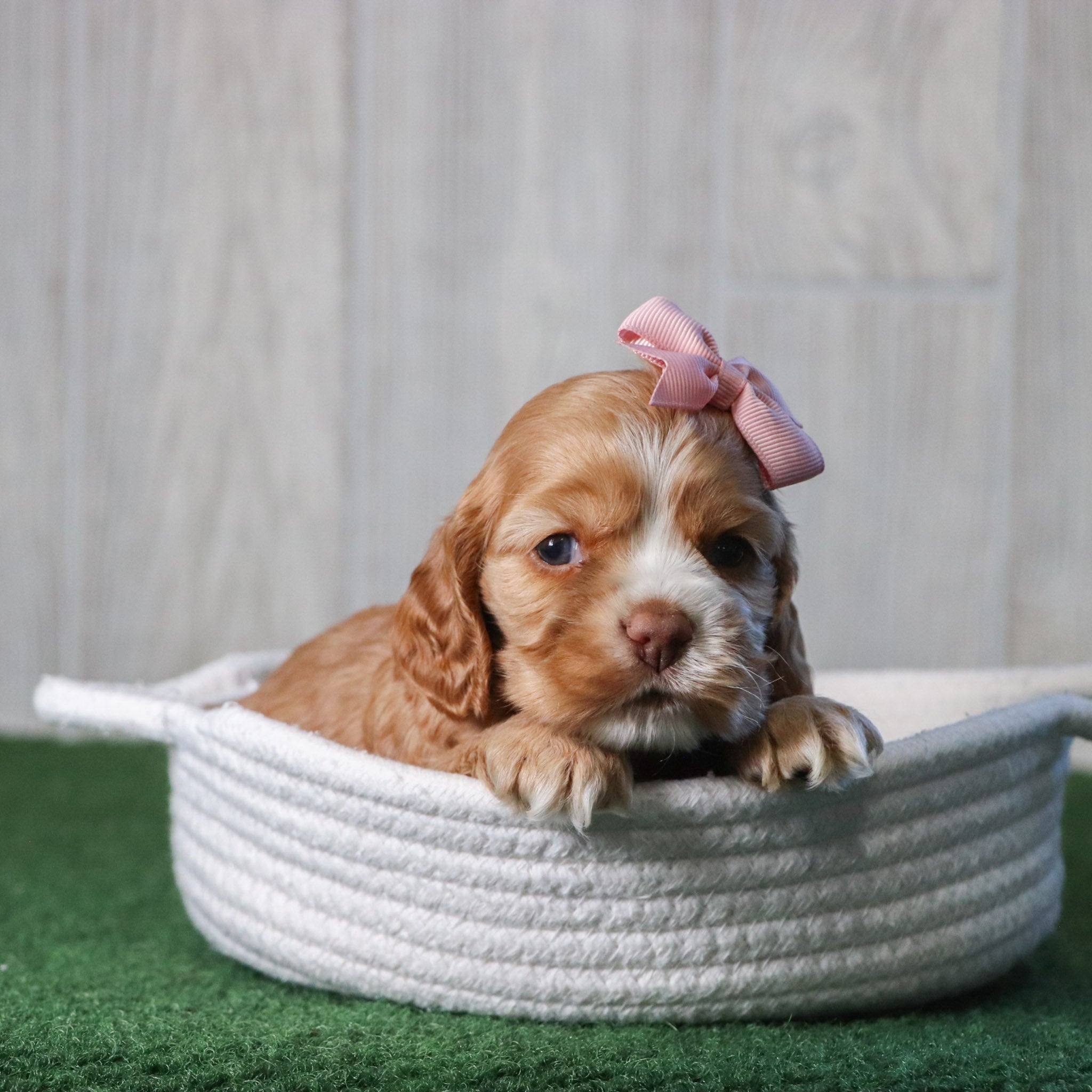 why choose Happytail Puppies?