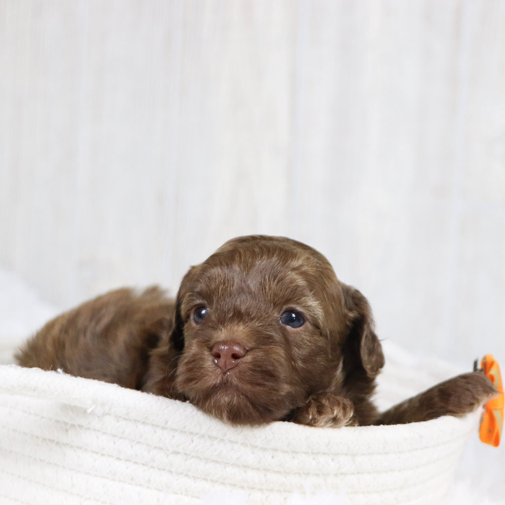 Knox - Available 2/11