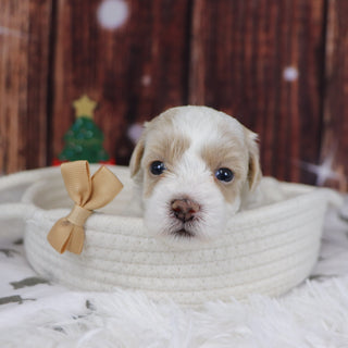 Kobe - Available 12/31