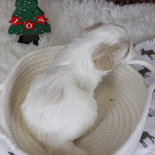 Kobe - Available 12/31