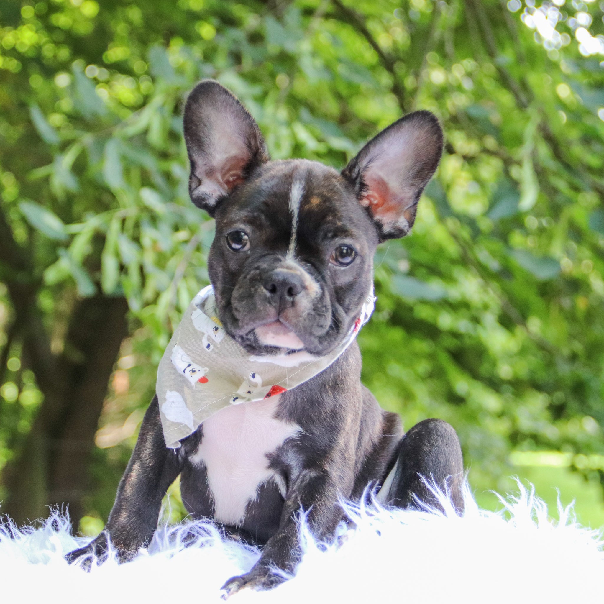 Puppies for sale in Corpus Christi, TX
