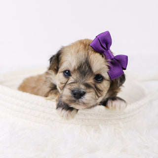 Koleen - Available 11/26