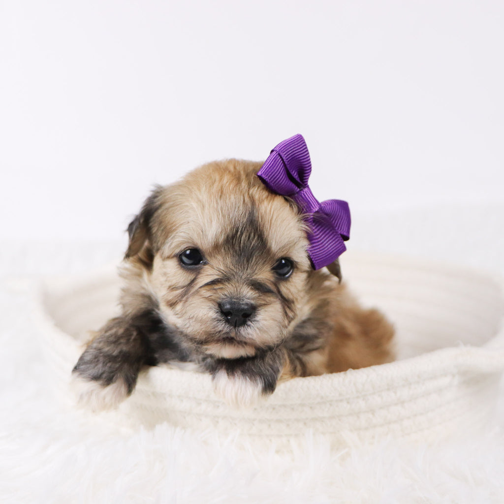 Koleen - Available 11/26