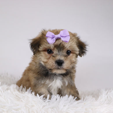 Koleen - Available 11/26