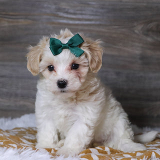 Koleen - Available Now