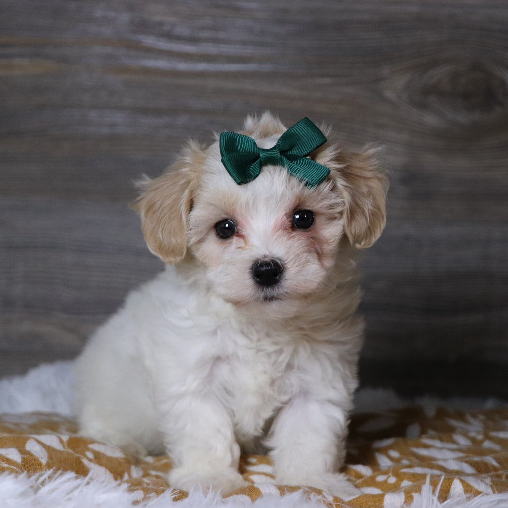 Koleen - Available Now