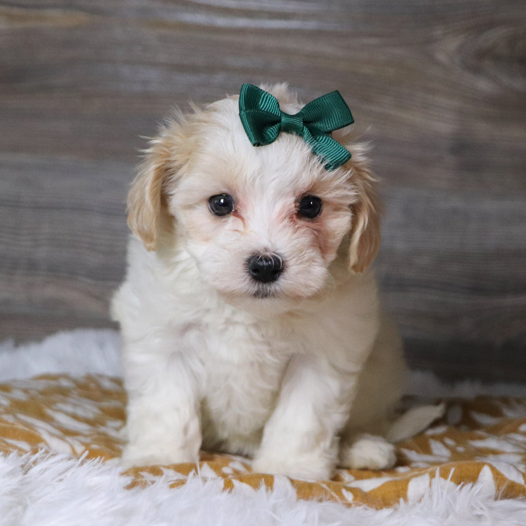 Koleen - Available Now