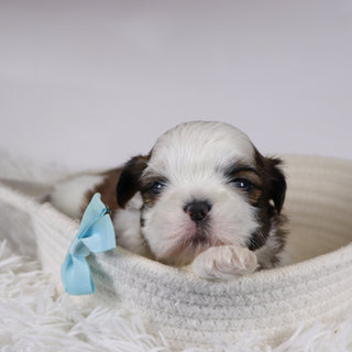 Kyan - Available Now