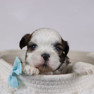 Kyan - Available Now