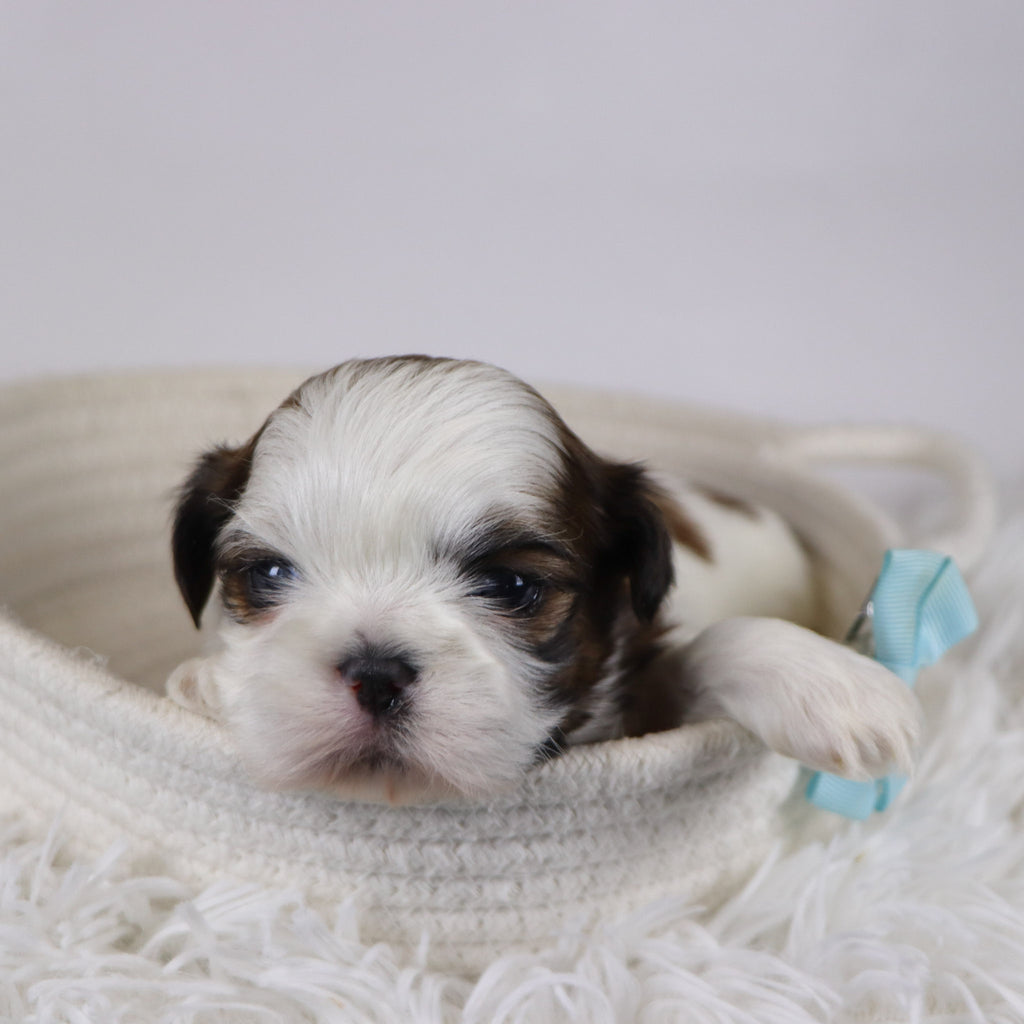 Kyan - Available Now