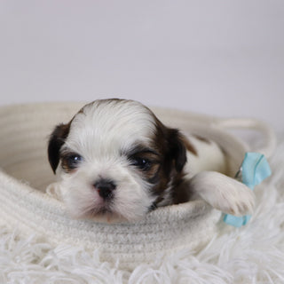 Kyan - Available Now