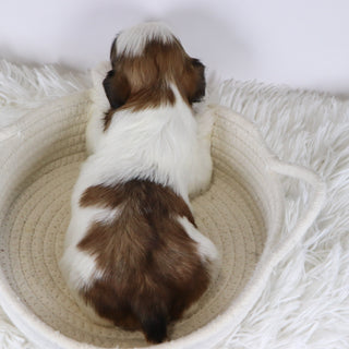 Kyan - Available Now