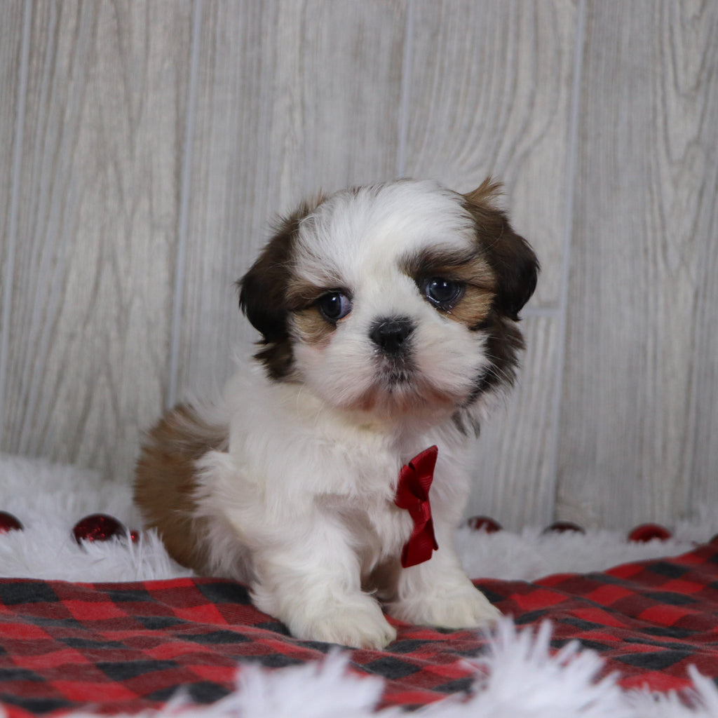 Kyan - Available 12/17