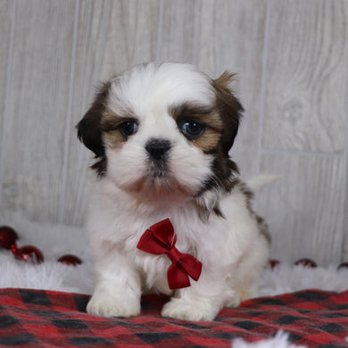 Kyan - Available 12/17