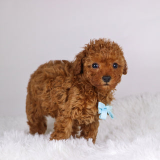 Laina - Available Now