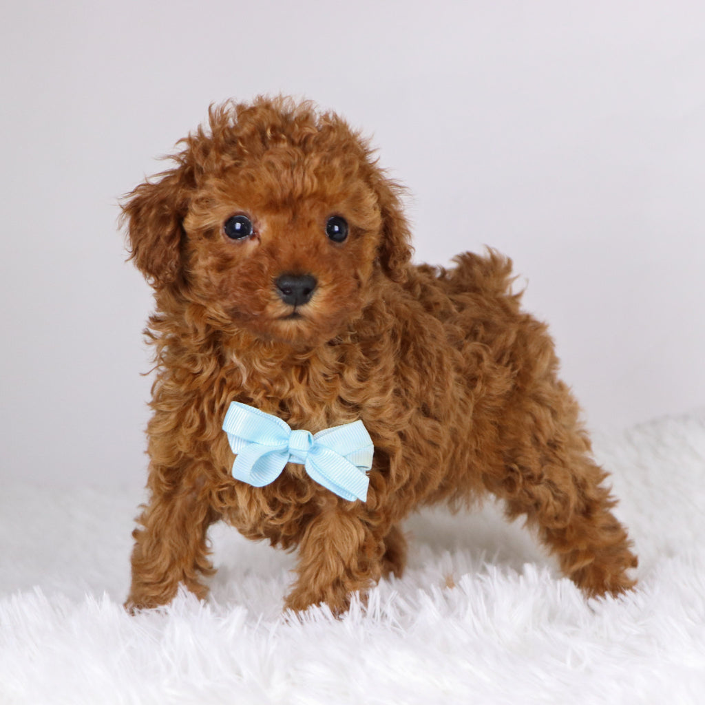 Laina - Available Now