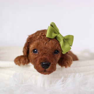 Laina - Available Now