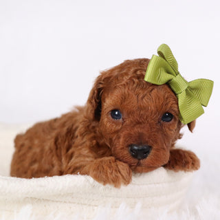 Laina - Available 11/26