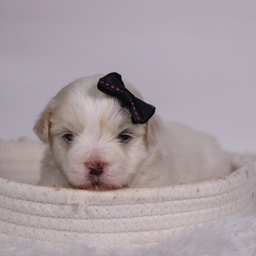 Lana - Available Now