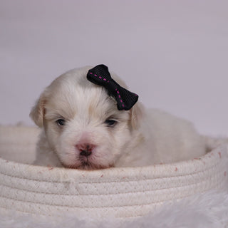 Lana - Available 11/12