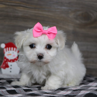 Landra - Available 1/8