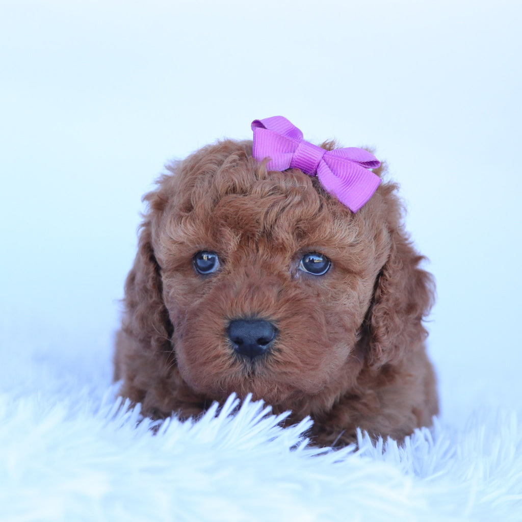 Latasha - Available Now