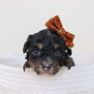 Laura - Available 11/12