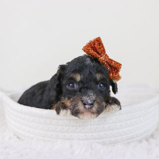 Laura - Available 11/12