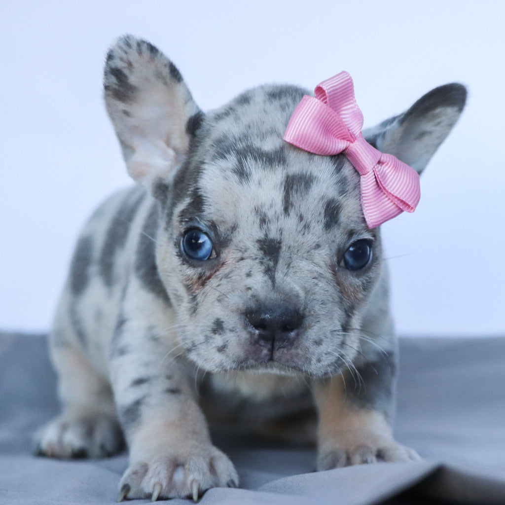 Leah - Available Now