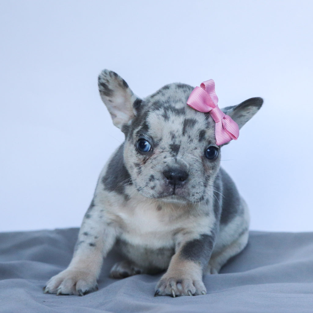 Leah - Available Now