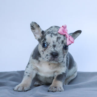 Leah - Available Now