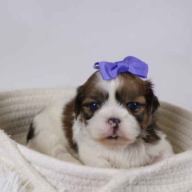 Leigh - Available 12/17