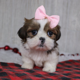 Leigh - Available 12/17