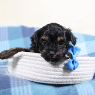 Leonardo - Available Now